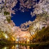 高遠、満開の夜桜