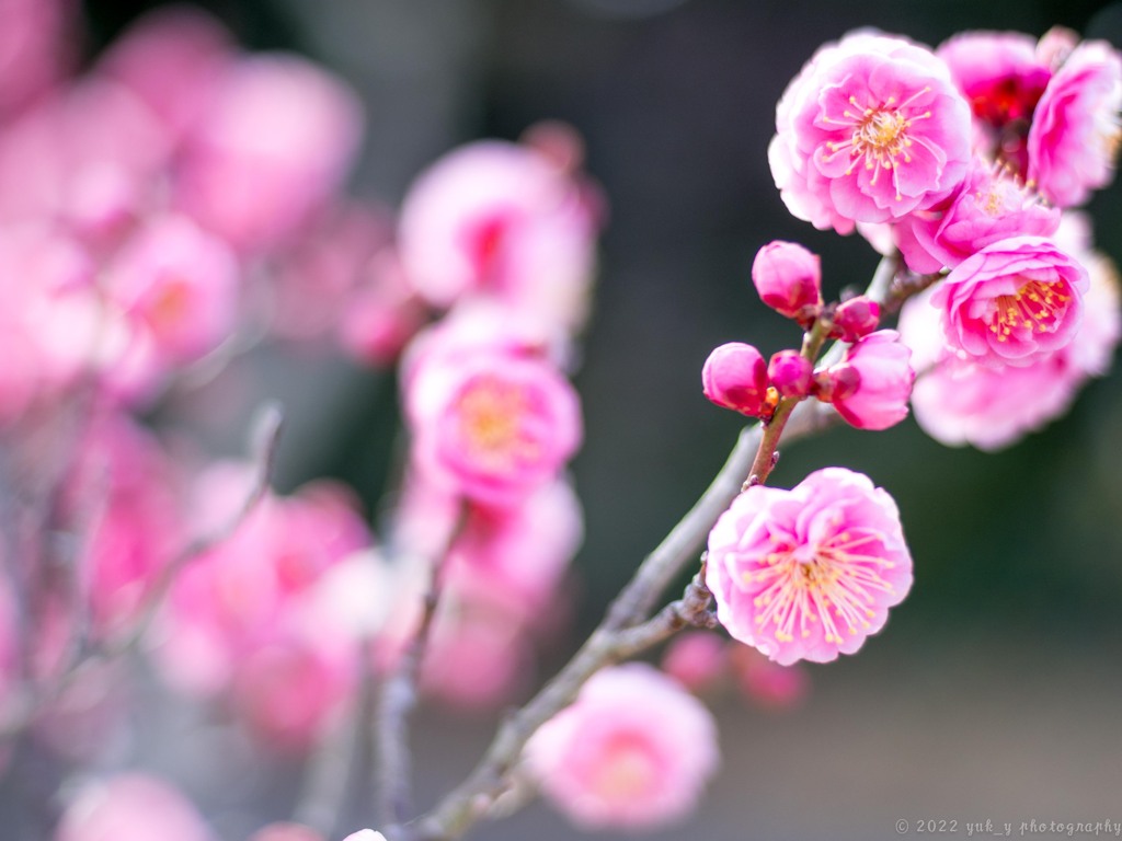 梅花の季節