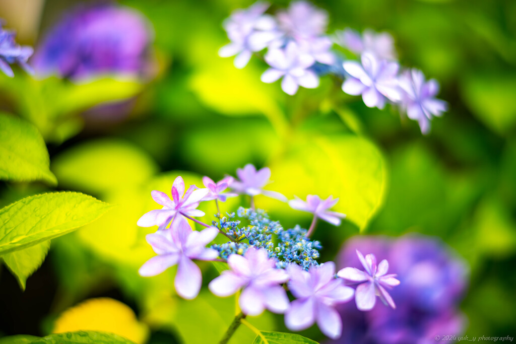 雨上がりの紫陽花