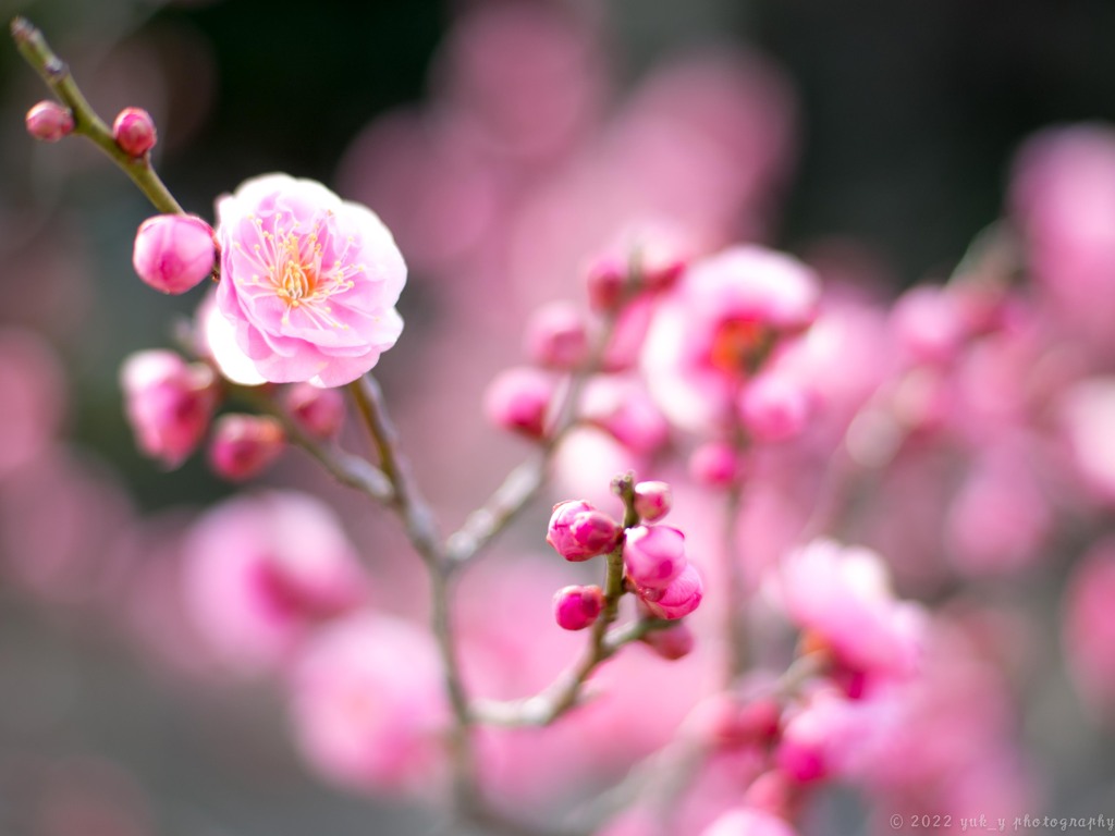 蕾たち