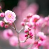 蕾たち