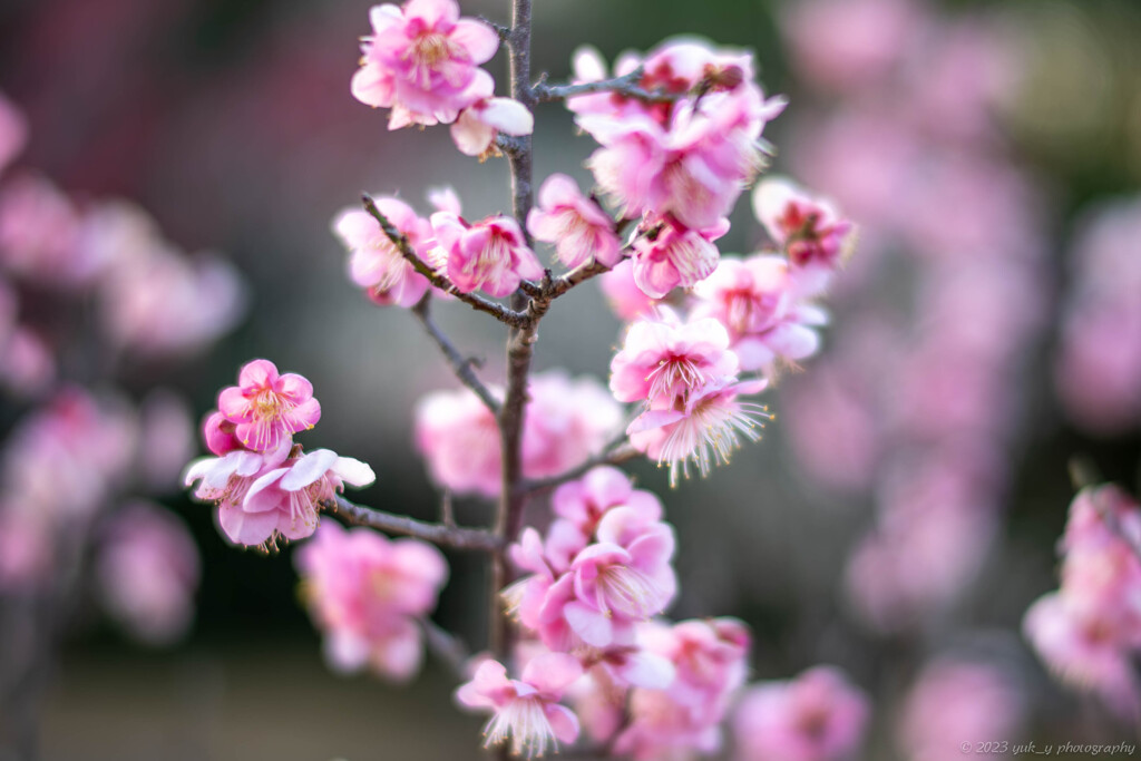 可憐な梅の花