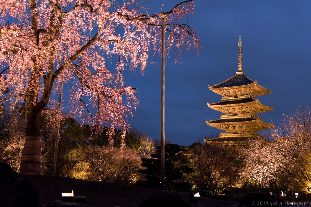 枝垂桜と五重塔