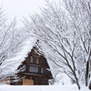 樹雪