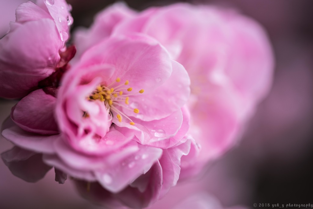 花びらと雨の雫