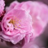 花びらと雨の雫