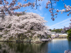 桜満開