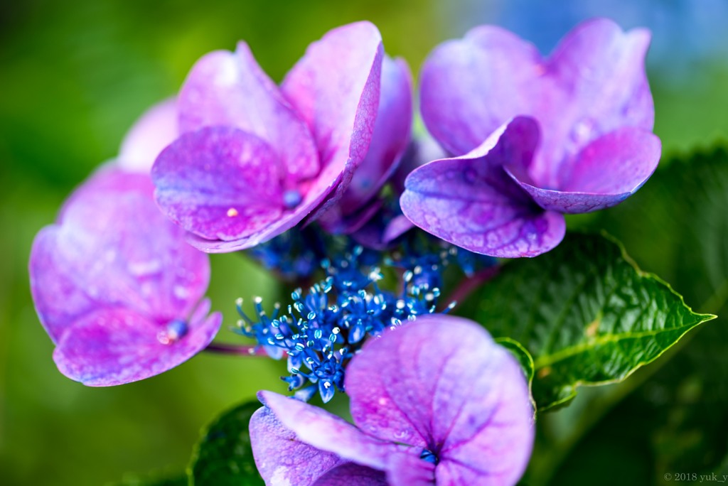 青色の真花たち