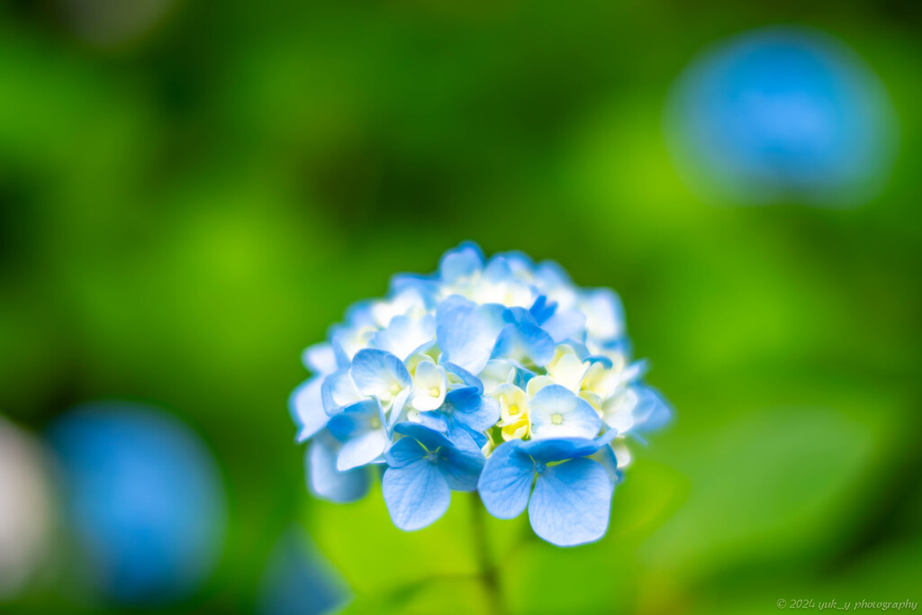 小さな紫陽花