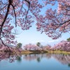 桜の向こうに