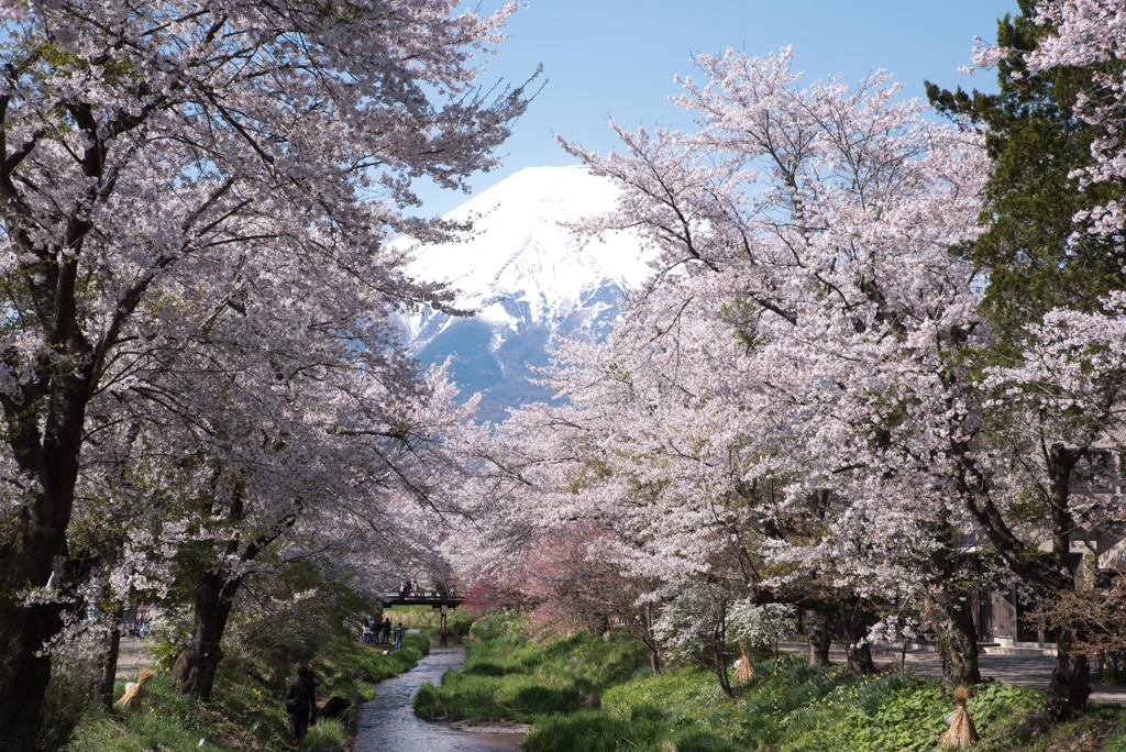 新名庄川、桜並木