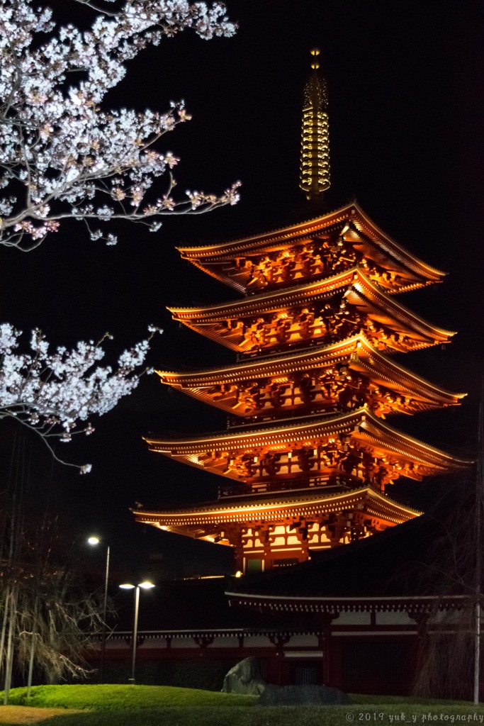 薬師堂の桜と五重塔