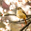 白梅とジョウビタキ嬢