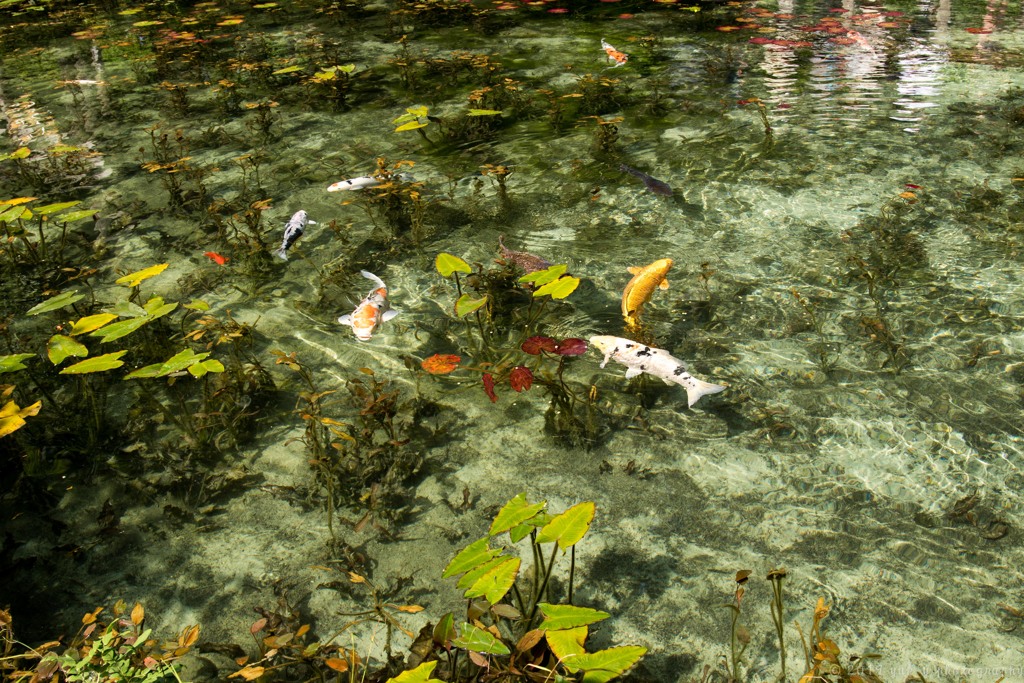 小さな池の眺め