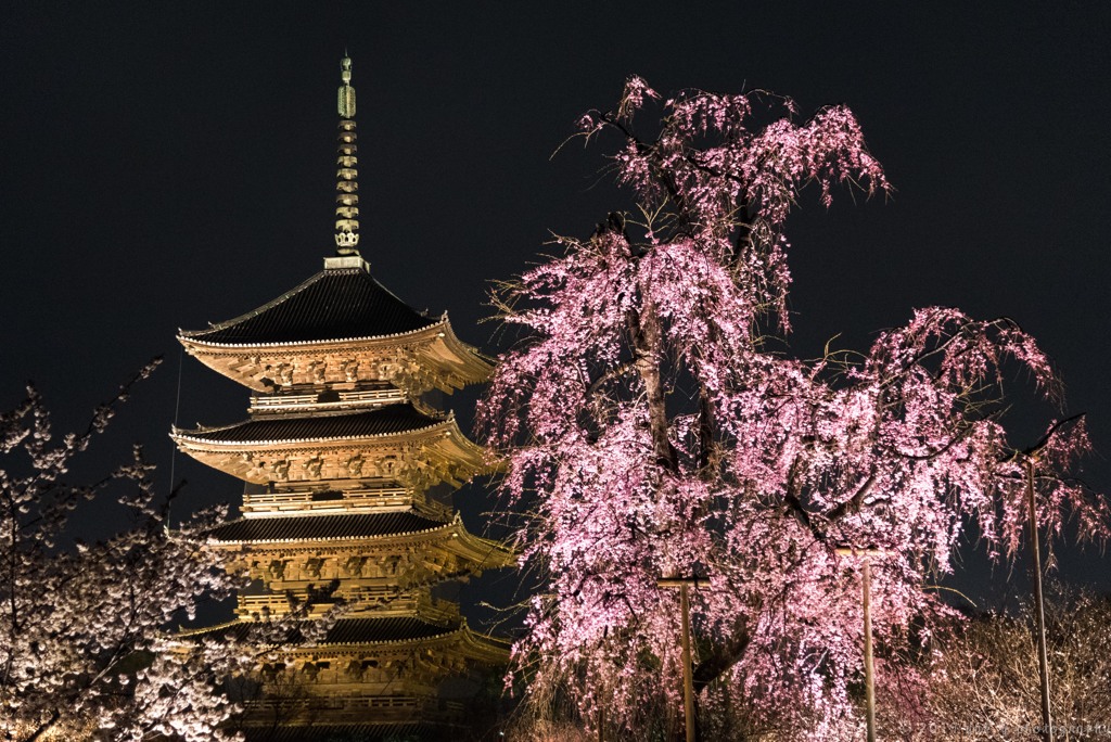 五重塔と不二桜