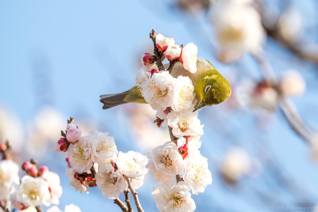 開花