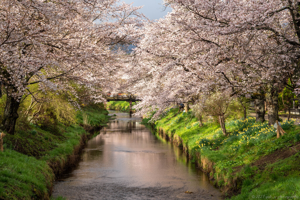 忍野の桜並木