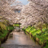 忍野の桜並木