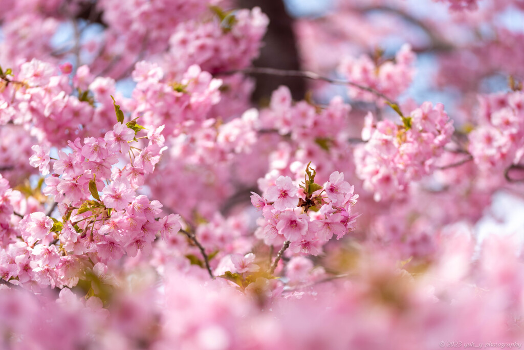 満開の花びら