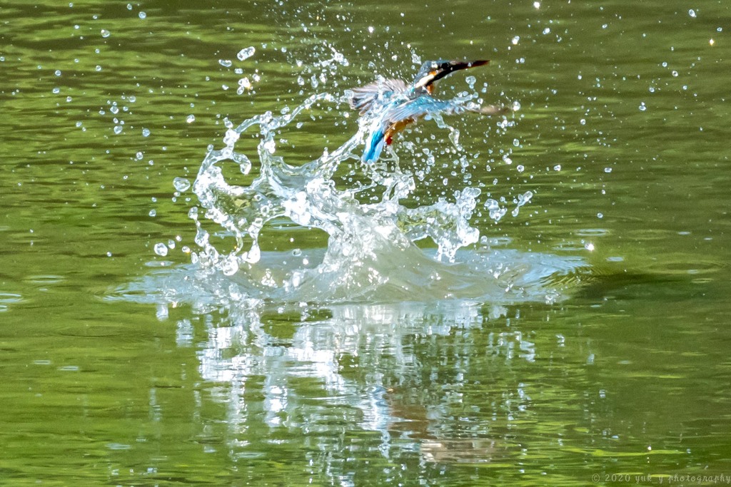 飛沫の玉