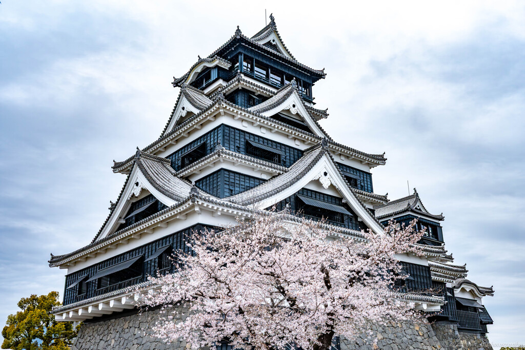 熊本城本丸と桜