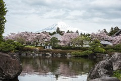 雪の富士と桜