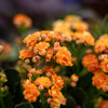 橙の蕾
