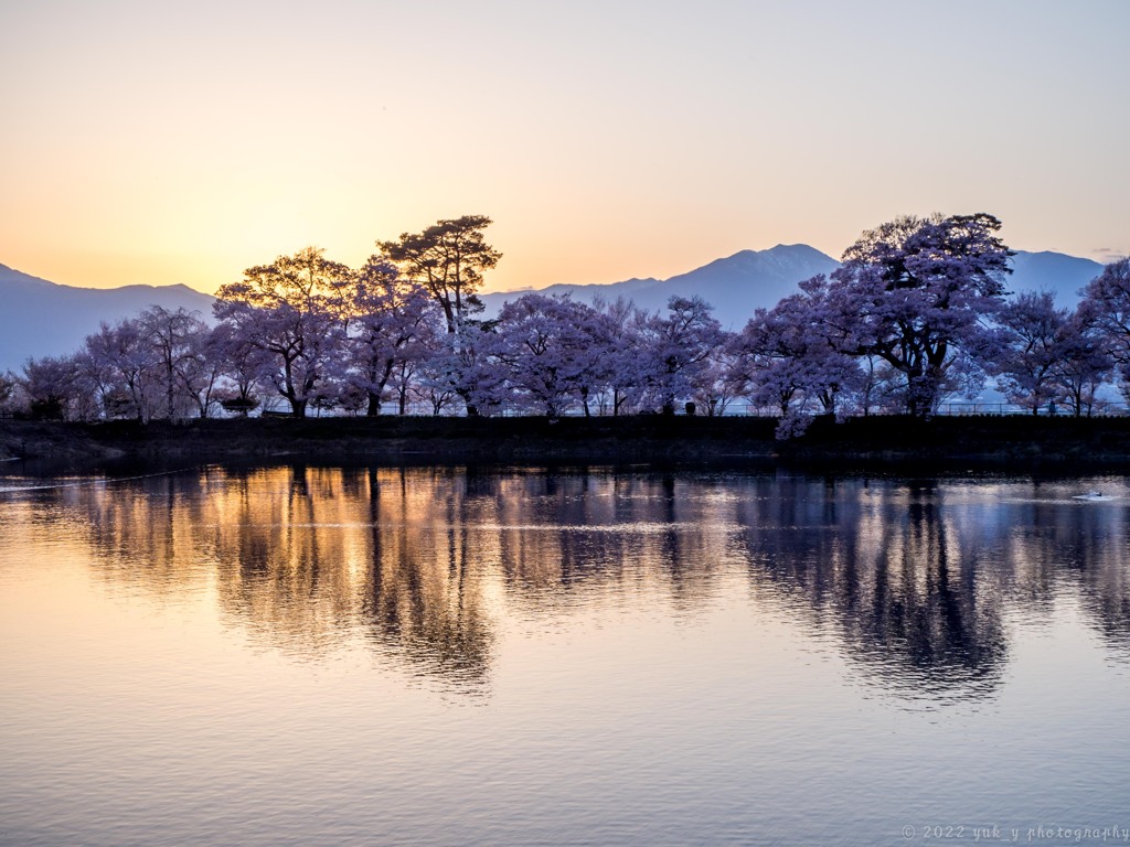 夕暮れ、桜並木