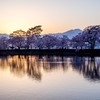 夕暮れ、桜並木