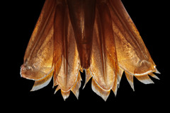 海老の尻尾