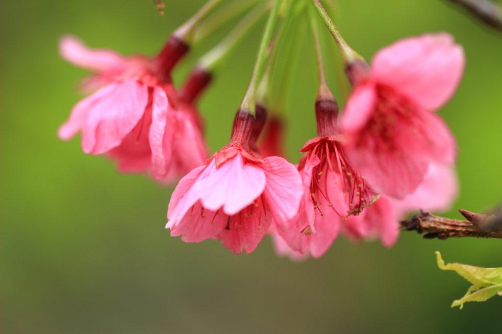 早春、彼岸桜