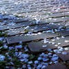 petal load