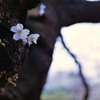 こじんまり...