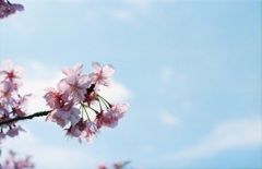 花見日和