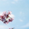 花見日和