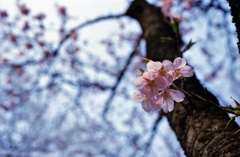 今年もこの季節