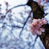 今年もこの季節
