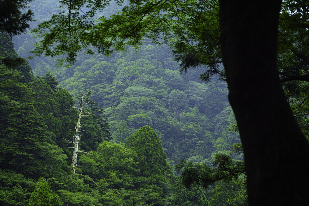 12年振りの大山⑧