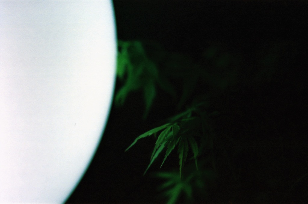 light × plants ③
