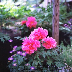 peony②