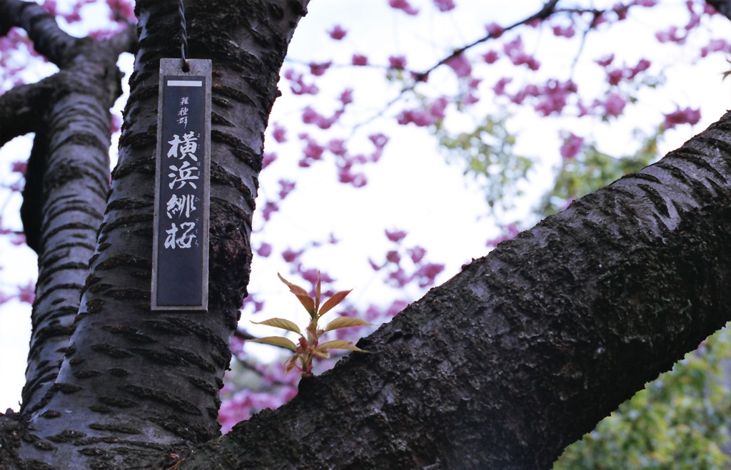 濱花