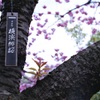 濱花