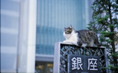 またそこに居るのか