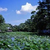 鎌倉 6×6　⑨
