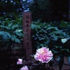 peony④