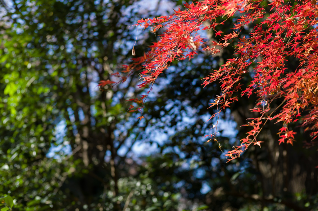 今朝⑦