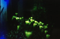 light × plants ①