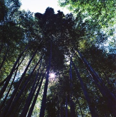 鎌倉 6×6　⑤