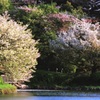 花見三人衆