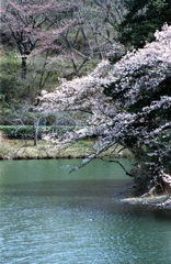 水面桜